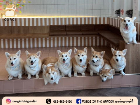 ร้านคาเฟ่คอร์กี้ ราคาหลักร้อย